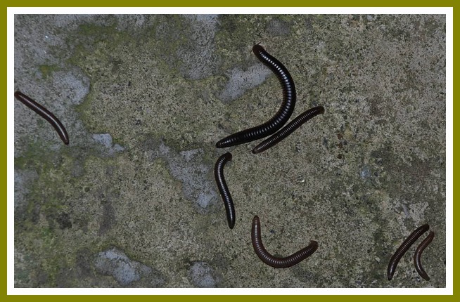Millepiedi Julidae con Segestria